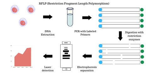 DNA Fingerprinting: Definition, Method and Application