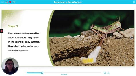 Grasshoppers life cycle - YouTube