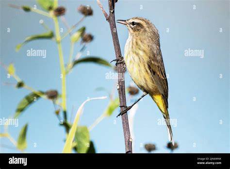 palm warbler during autumn migration Stock Photo - Alamy