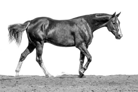 20 fascinating facts about the horse's tail, its anatomy and function ...