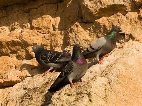 Palomas, mensajeras de amor y de guerra – La Cola de Rata