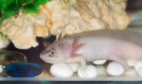 Pink Axolotl: A Beginner's Guide with Pics, Cost to Buy, and Care Info ...