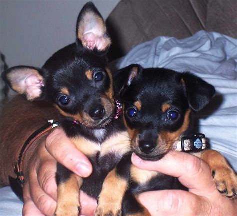 Chihuahua Min Pin Mix Puppies For Sale | PETSIDI