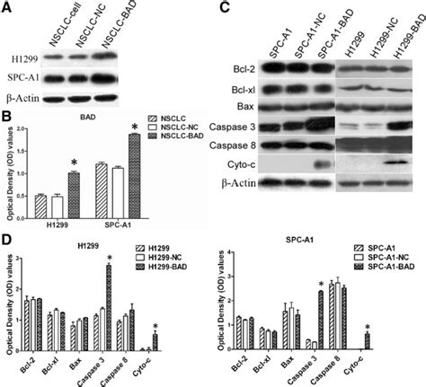 The expressions of Bcl-2 family proteins and apoptotic related proteins ...