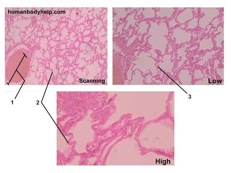 Simple Squamous Epithelium – Human Body Help