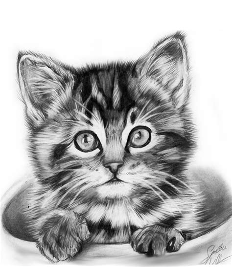 Kitten by TheMysticwolf.deviantart.com | Kitten drawing, Animal drawings, Cat portraits