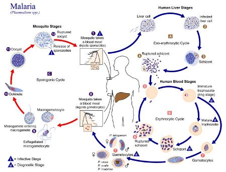 Plasmodium Vivax | Overview & Life Cycle - Lesson | Study.com