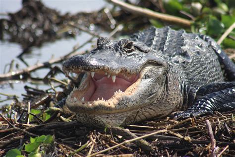 American Alligator in the Everglades | Alli | Pinterest