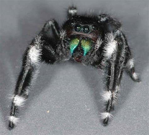 Phidippus audax | Table Grape Spider ID