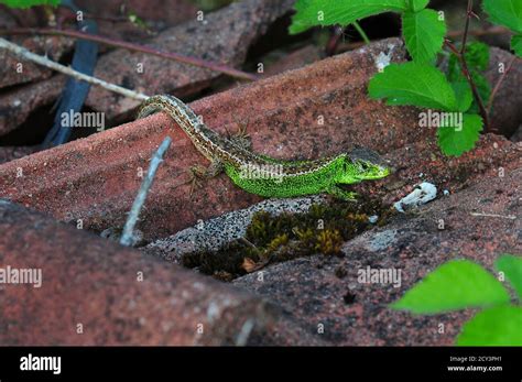 Adult male sand lizard in breeding condition, Dorset, UK Stock Photo - Alamy