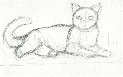 How To Draw A Cat Dragoart | Images and Photos finder