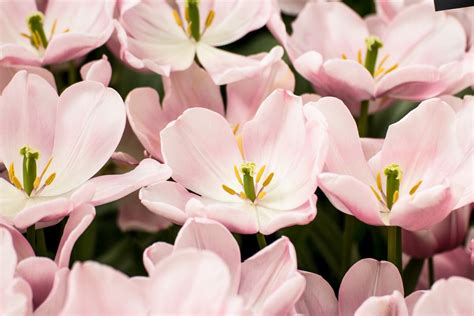 Free Photo: Light Pink Tulip Flowers Blooming on the Field