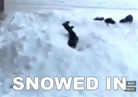 Snowed In GIF - Best Fails Snowed In Stuck - Discover & Share GIFs | Gif, In gif, Best fails