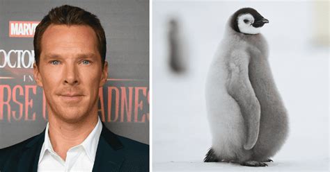 Benedict Cumberbatch struggles to pronounce 'penguin' - Scoop Upworthy