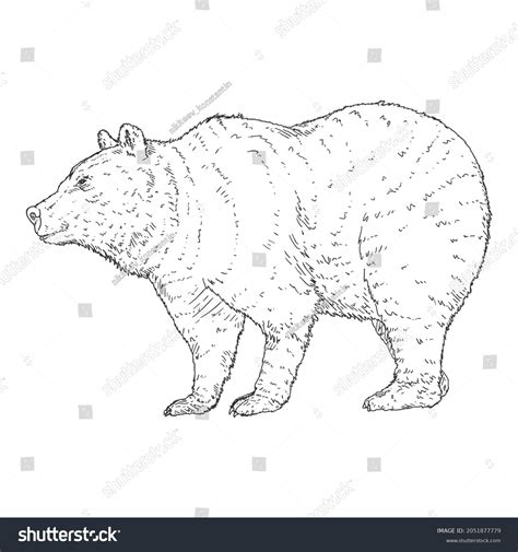 Vector Sketch Bear Side View Hand Stock Vector (Royalty Free) 2051877779 | Shutterstock