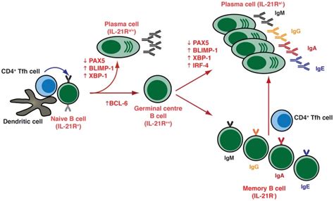 T cell dependent B-cell differentiation. Following the receipt of... | Download Scientific Diagram