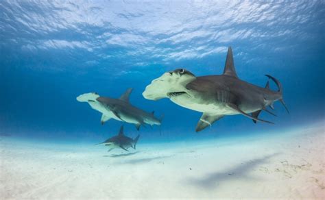 Bimini Scuba Diving: Hammerheads and More!