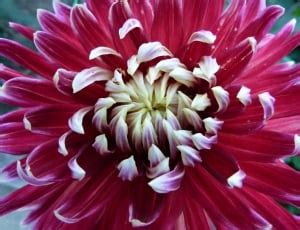 Flower Blossom, Flower, Dahlia, Red, flower, petal free image | Peakpx