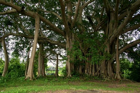 Banyan tree - CIFOR Knowledge