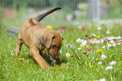 Dog Backyard Series Part 2: Poisonous Plants For Dogs To Keep Out of Your Yard - PetSecure