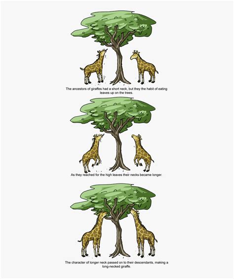 Tree Giraffe Evolution , Free Transparent Clipart - ClipartKey