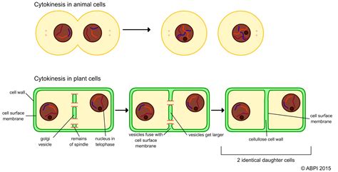 Mitosis in action