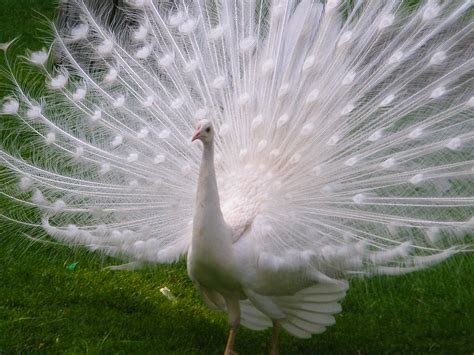 Aves exoticas del mundo, Animales de poder, Aves exóticas