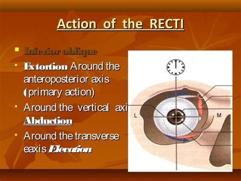 Eye muscles and ocular movements, laws of ocular motility | PPT