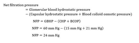 [Solved] 3. Calculate a numerical value for net filtration pressure... | Course Hero