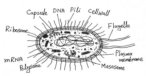 Structure and Function of a Typical Bacterial Cell with Diagram