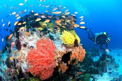 Diving in Camiguin, Philippines | Solitary Wanderer