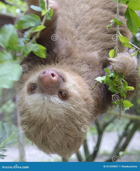 Two-toed sloth stock image. Image of sloth, vieja, rica - 81439807