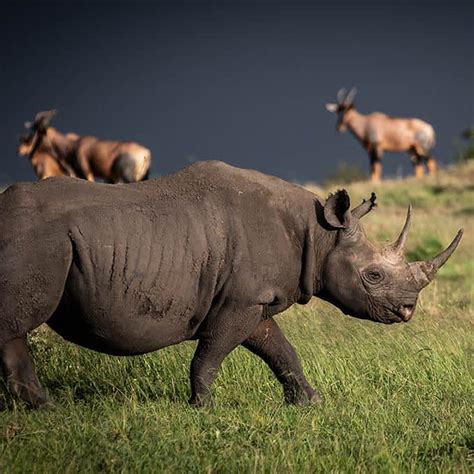 Wildlife in Serengeti National Park - Tanzania