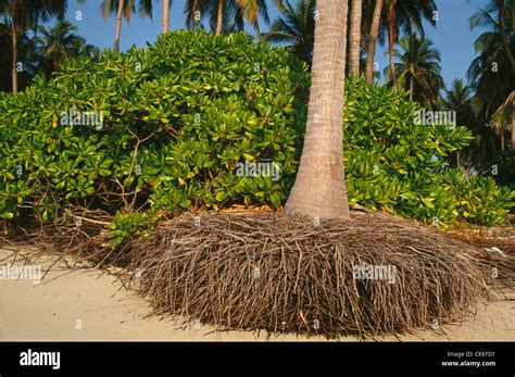 Palm tree roots Stock Photo - Alamy