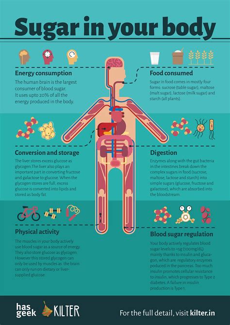 Sugar in your body. The second poster in our series on… | by Kiran Jonnalagadda | Kilter blog