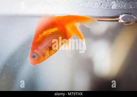 Dead goldfish floating in a fishbowl Stock Photo: 22222977 - Alamy