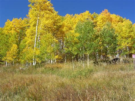 Great Colorado Fall Foliage Drives - Carpe Travel