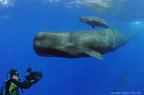 Mauritius Wildlife