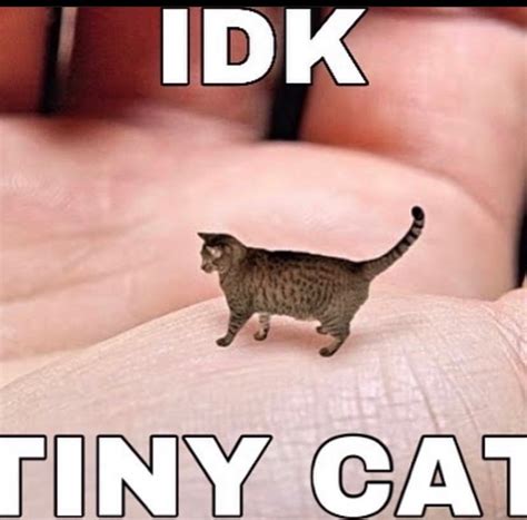 tiny cat - Meme by DaMusicGamer :) Memedroid