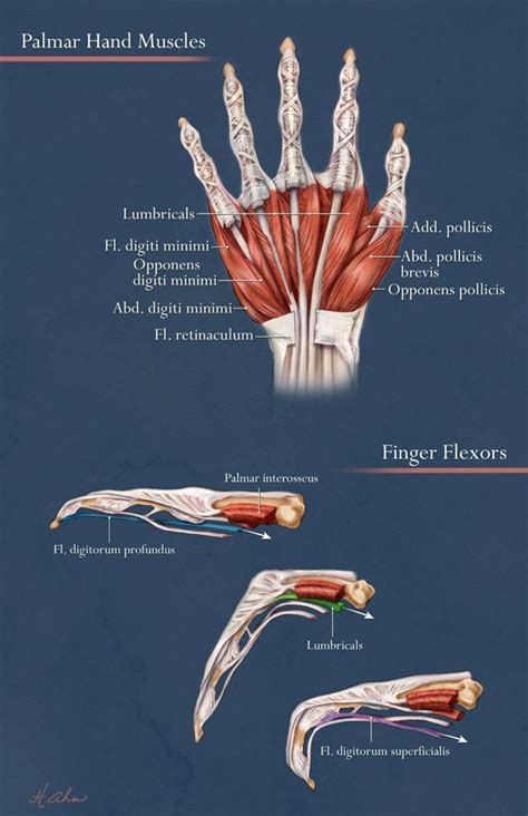 Flexors of the Hand – Art as Applied to Medicine