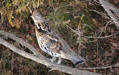 Birding & Wildlife | Town Of Hudson Bay