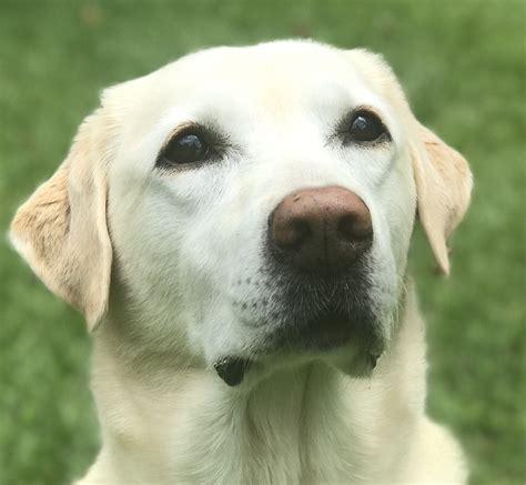 The "Golden" Labrador Retriever