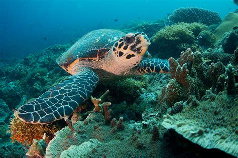 Southern Leyte Diving - Untouched reefs & amazing macro diving