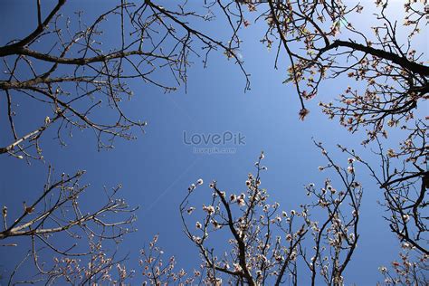 Fresh Cherry Blossom Scenery Picture And HD Photos | Free Download On Lovepik