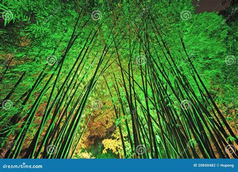 Bamboo forest at night stock photo. Image of grove, japanese - 20840482