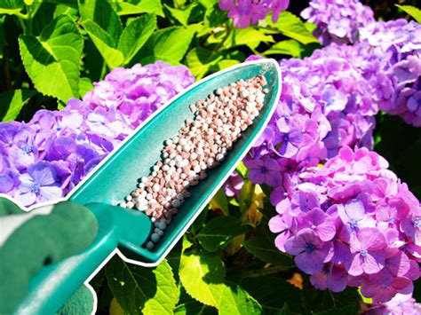 Holly Tone Fertilizer For Hydrangeas - canvas-tools