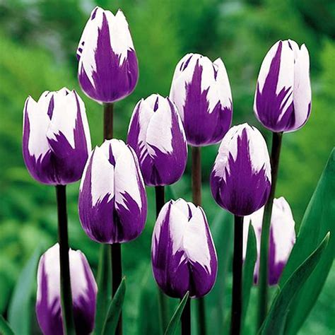 5 Prechilled Purple & White Tulip Bulbs Vibrant Purple and - Etsy