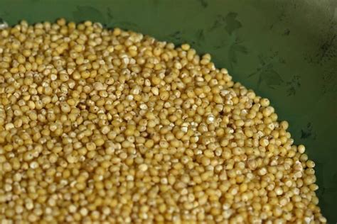 Haryana CM assures farmers of 100 percent millet procurement