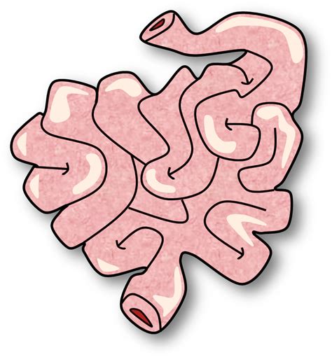 transparent small intestine png - Clip Art Library