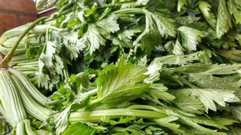 Organic Celery - Why You Need More Of It - Harvest2U